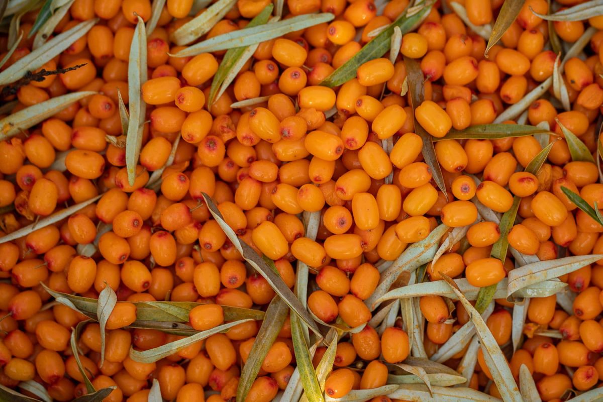 Redécouvrez les fruits oubliés qui enchantent nos papilles