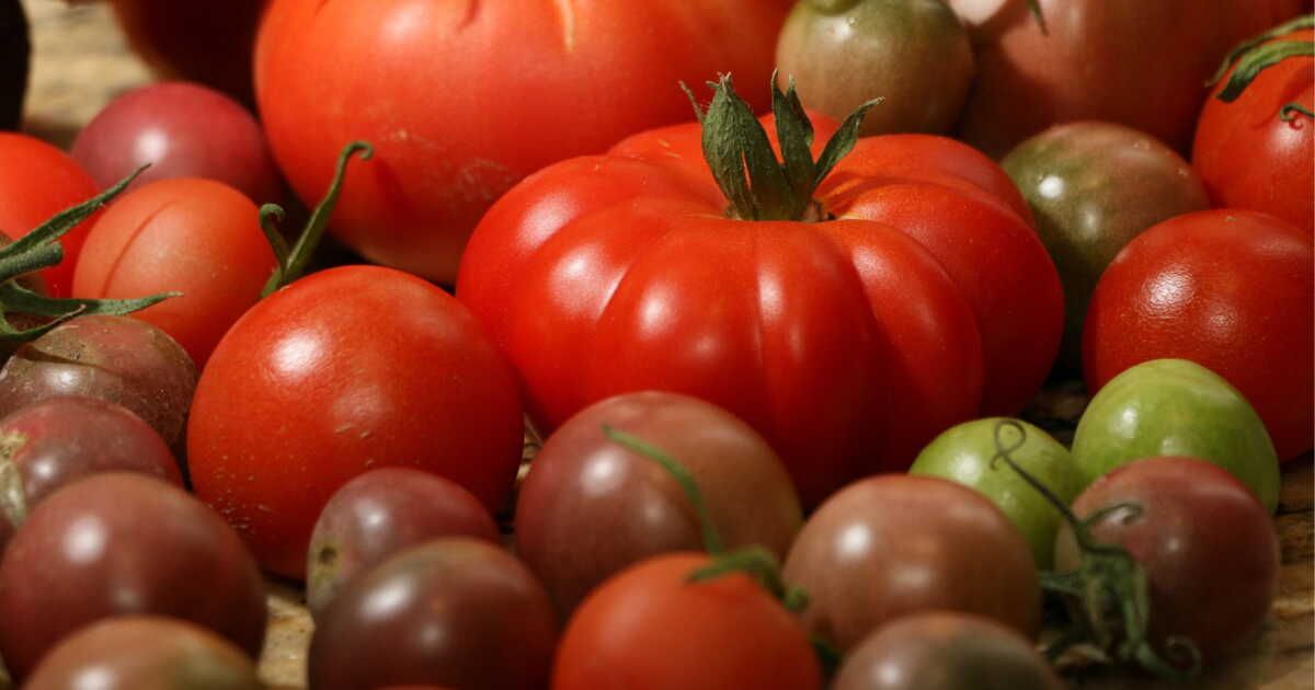 Prolongez la fraîcheur de vos tomates : conseils de conservation