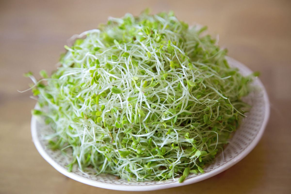 Comment faire des graines germées