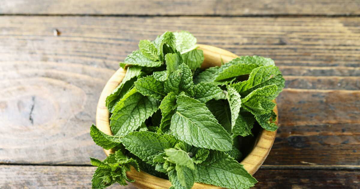 La menthe, une plante aromatique déjà utilisée en Égypte antique