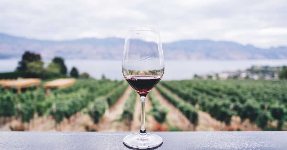 L'art de la dégustation : découvrez les secrets du vin