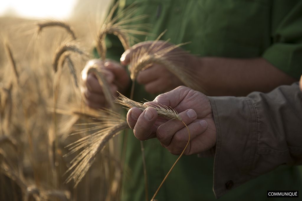 Panzani : un engagement durable pour des pâtes responsables