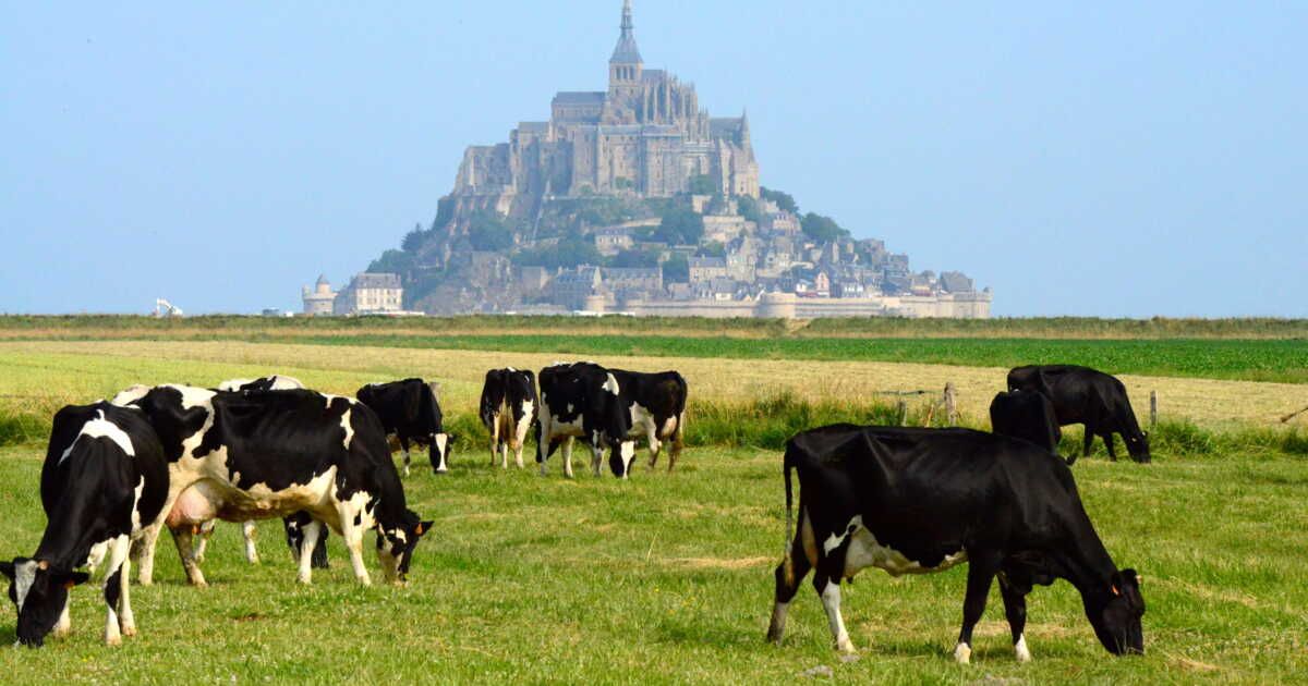 Le cara-meuh du Mont Saint-Michel