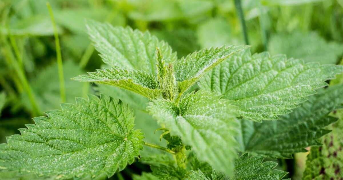 Trois recettes savoureuses avec des orties