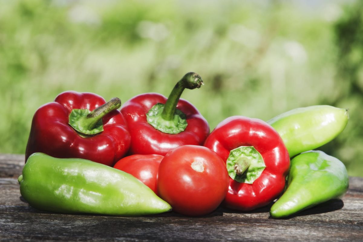 À quelle couleur de poivron donner votre préférence ? Découvrez le choix gagnant