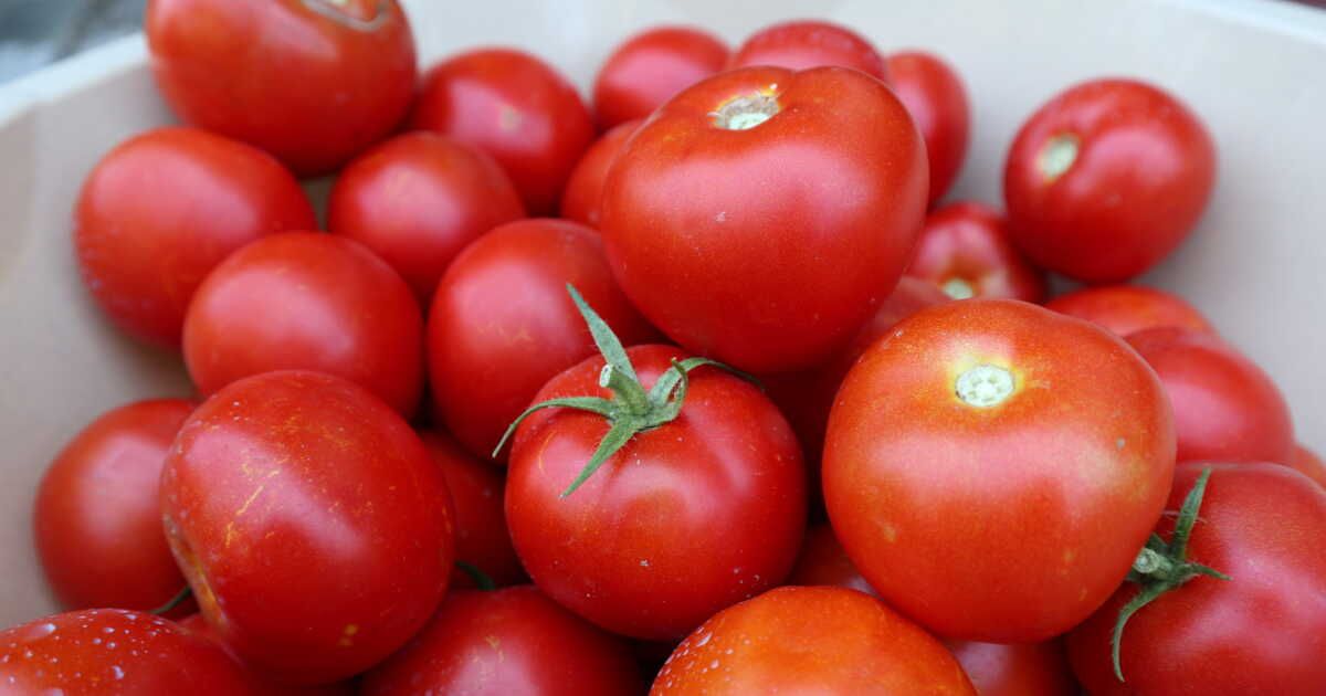 Trop de tomates ? Voici comment les transformer en délices culinaires