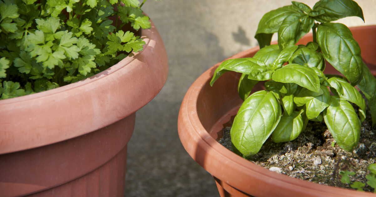 Le basilic : la clé d’une cuisine savoureuse