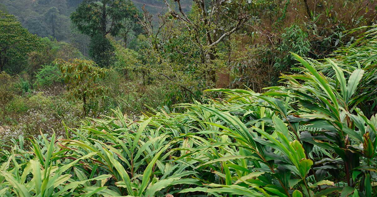 À la découverte de la cardamome, la précieuse épice du monde