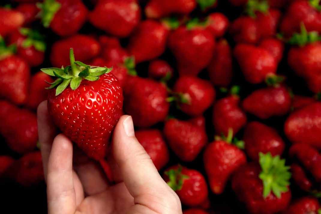 Les secrets pour conserver vos fraises plus longtemps