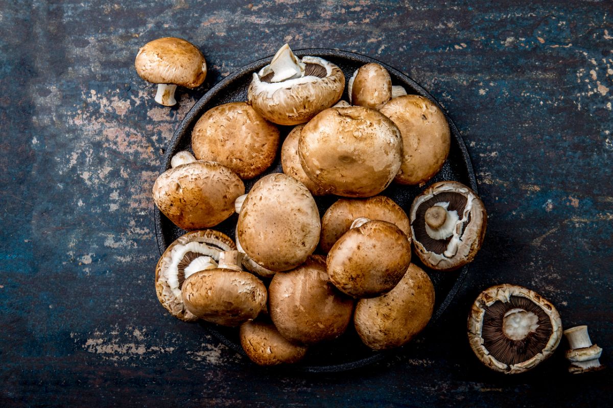 Le champignon miracle contre Alzheimer : une découverte qui pourrait changer la donne