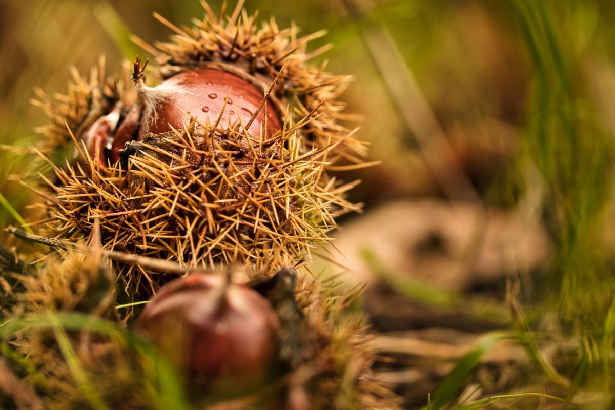 marrons ou châtaignes : ne confondez plus ces délices de l’automne