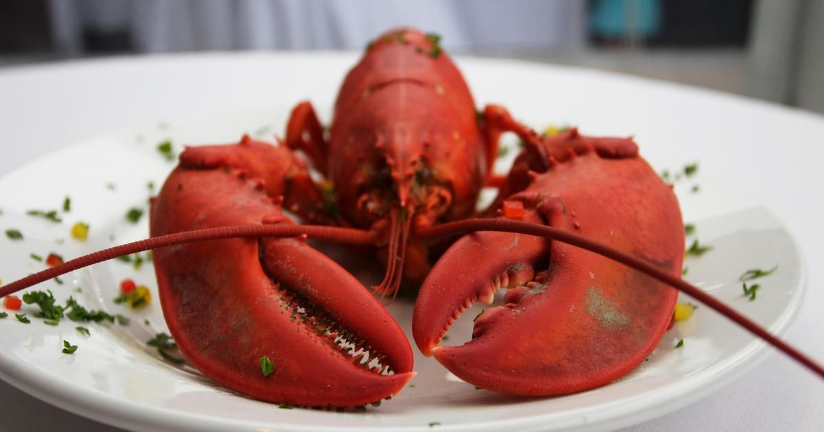 Insectes, crustacés, poissons : ces animaux avant nos assiettes, souffrent-ils vraiment ?