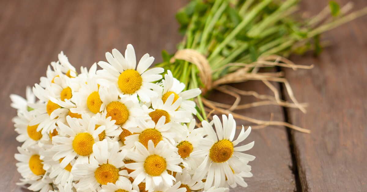 La pâquerette : trésor caché de notre cuisine et de notre santé
