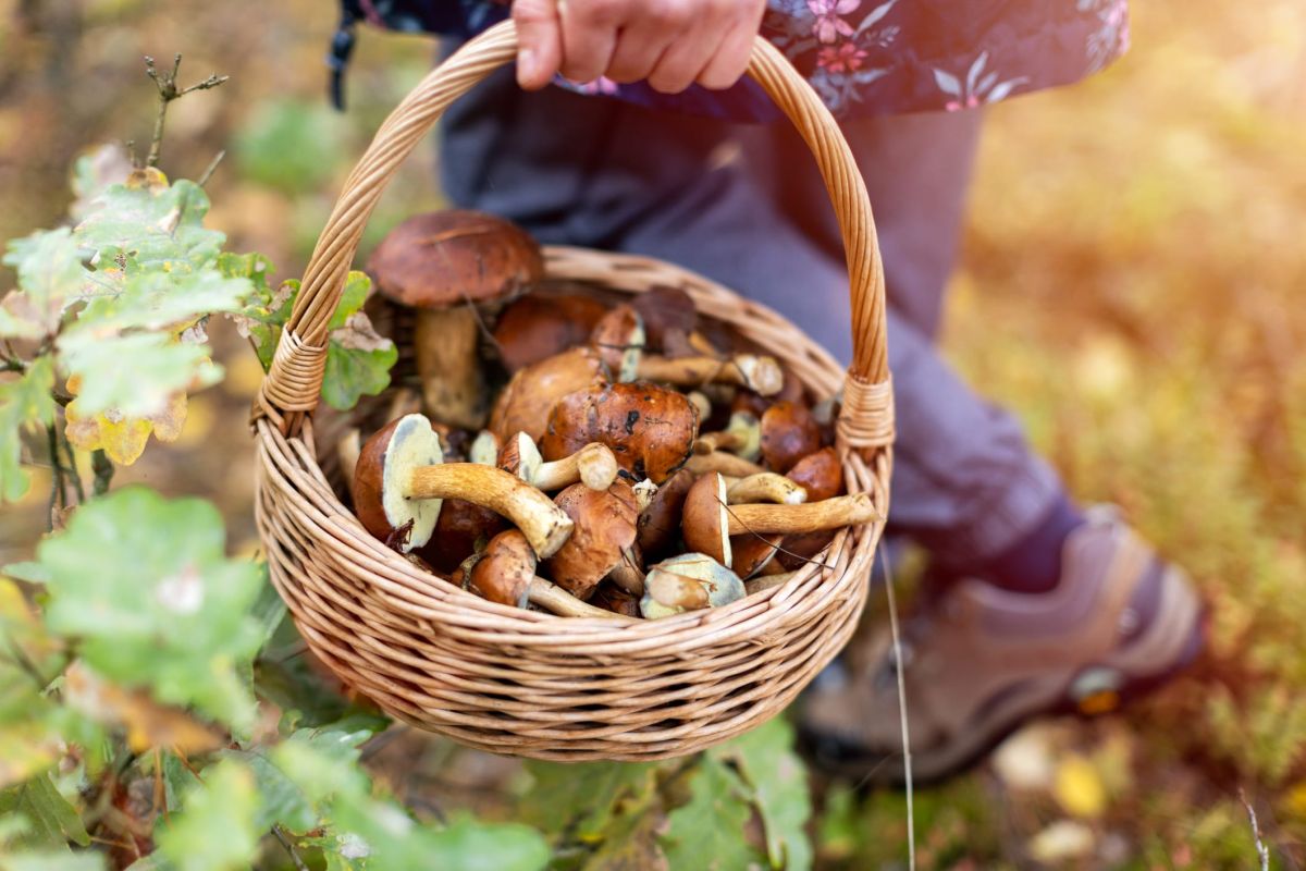 Cueillette d'automne : les secrets d'une récolte en toute sécurité