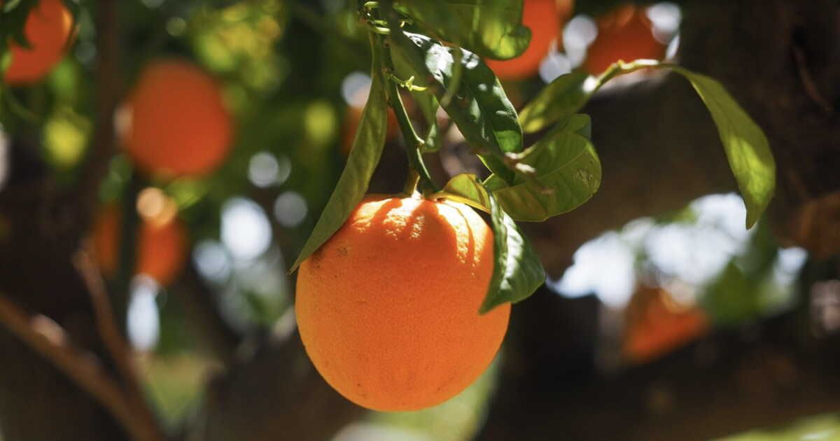 L'incroyable parcours de l'orange, cet agrume prisé