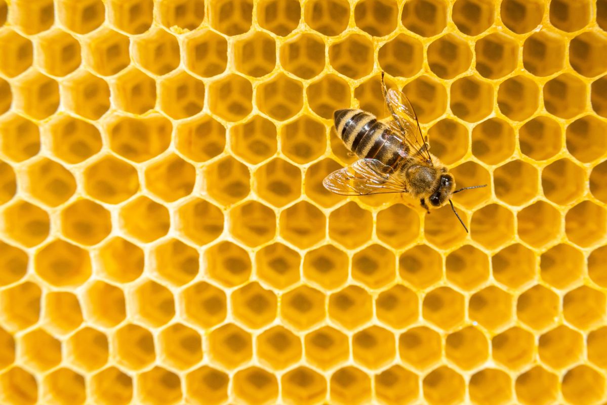 Vitamine B3 : bienfaits, carence, sources